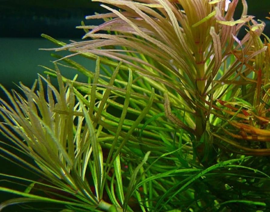 Pogestemon roslinka akwariowa roslina do akwarium