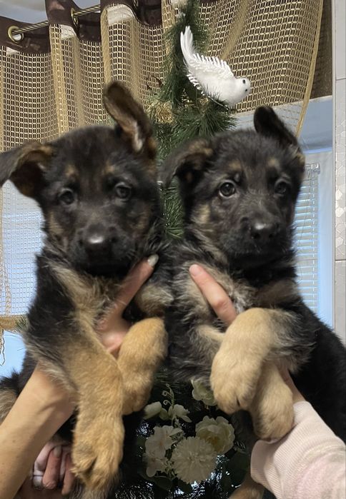 Щенки немецкой овчарки
