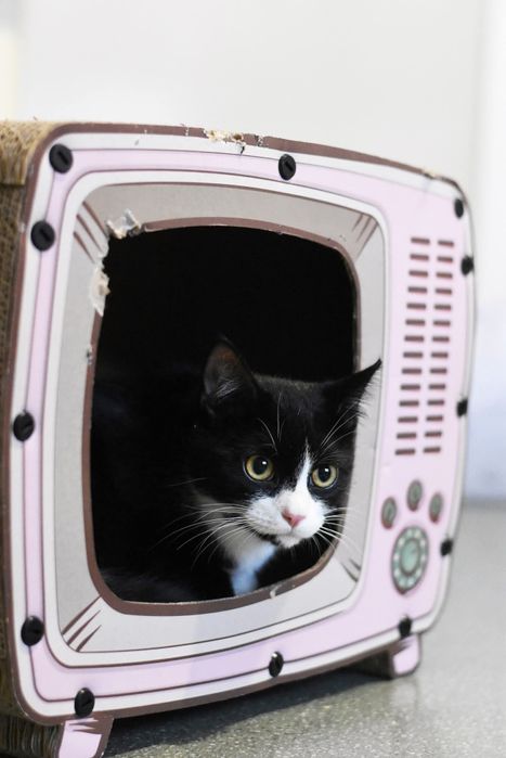 Uroczy Leoś szuka domu!