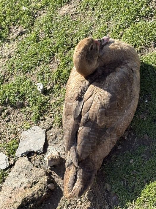 Kaczki kaczory pizmowe mutacje