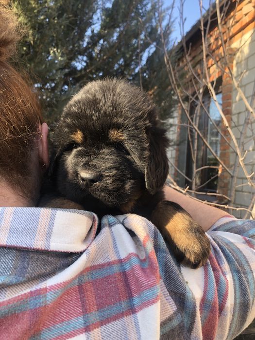 Тибетский мастиф