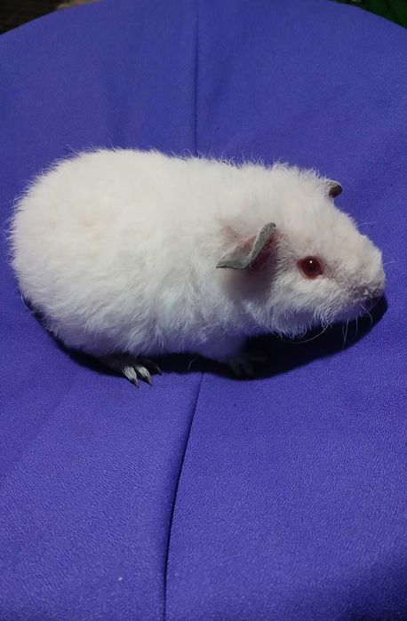 Морська свинка, Тедді.