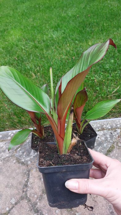 3 szt bananowców Abisyńskich Maurelli