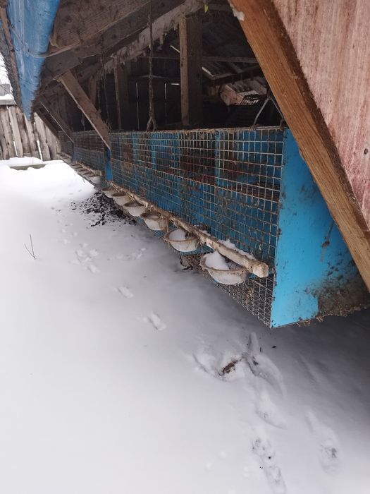 Srzedam klatki z siatkii