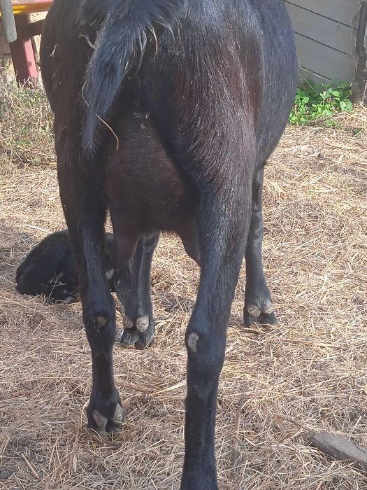 Продам козлят 100% Англо нуб э козочки та козлики