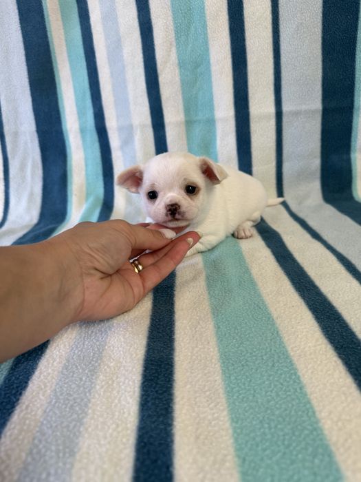 Excelente mini menino Chihuahua/Chiuaua de Qualidade, Linhagem Russa
