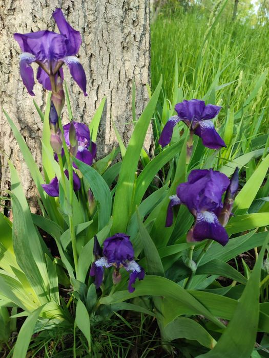 Набір саджанців півник фіолетовий 25 шт