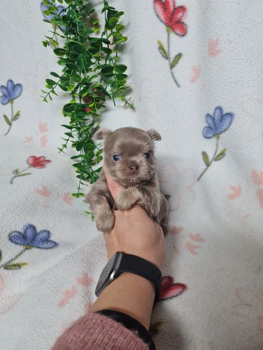 Excecional mini pelo comp Chihuahua/Chiuaua de Qualidad,LinhagemRussa