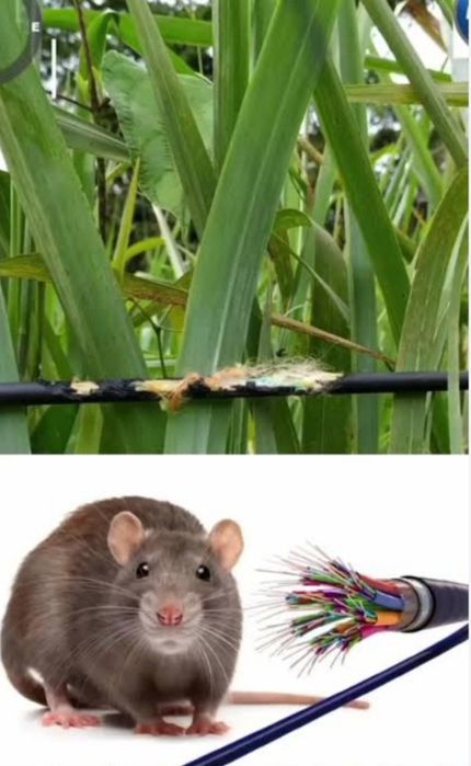 Reparação e Manutenção Em fibra ótica,e Cabo UTP e Cabo RF.