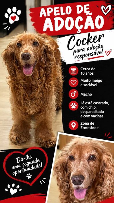 Cocker Macho para adoção responsável - 10 anos