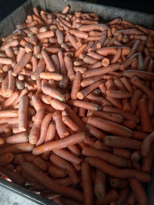 Marchew odpadowa 40 gr kg