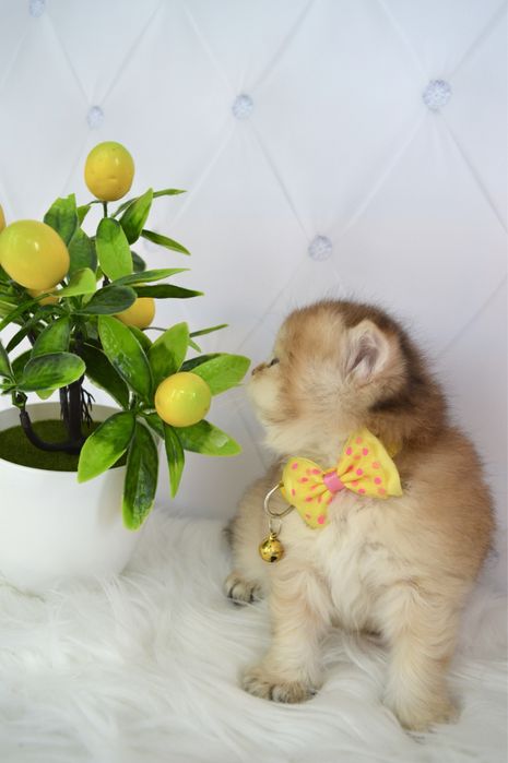 Британские котята золотая шиншилла