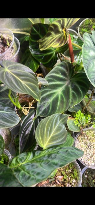 Rosliny tropikalne do paludarium, terrarium- solanum,marcgravie i inne