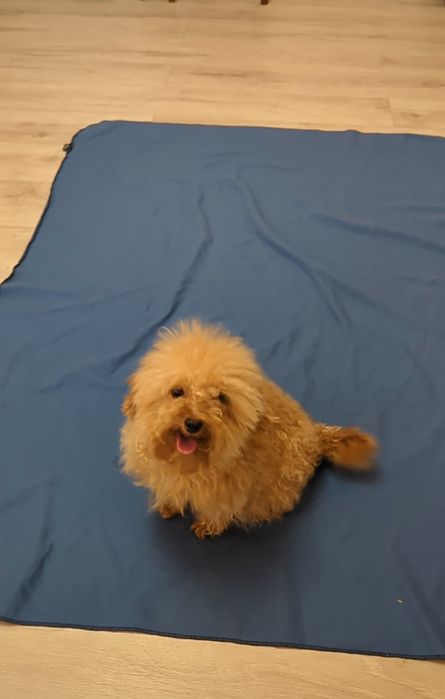 Мини девочка мальтипу  1,6 кг