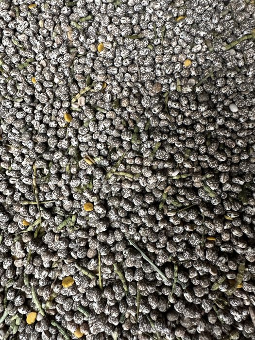 Sprzedam łubin wąskolistny karo nieczyszczony