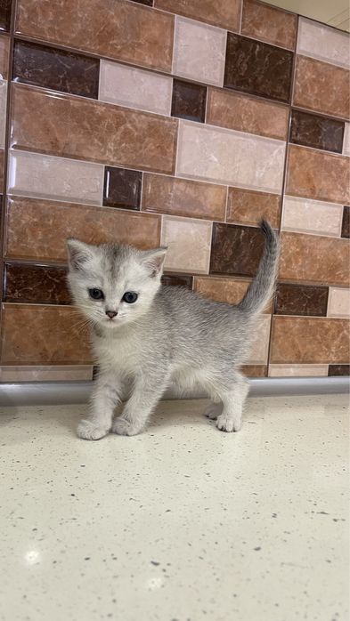 Шотландське кошеня