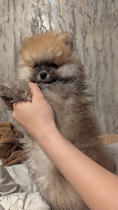 Хлопчик померанського шпіца