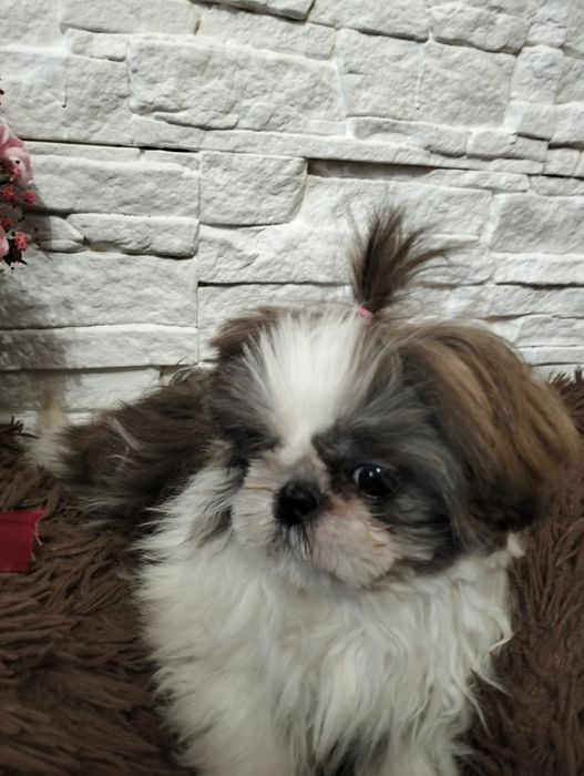 Shih tzu tricolor