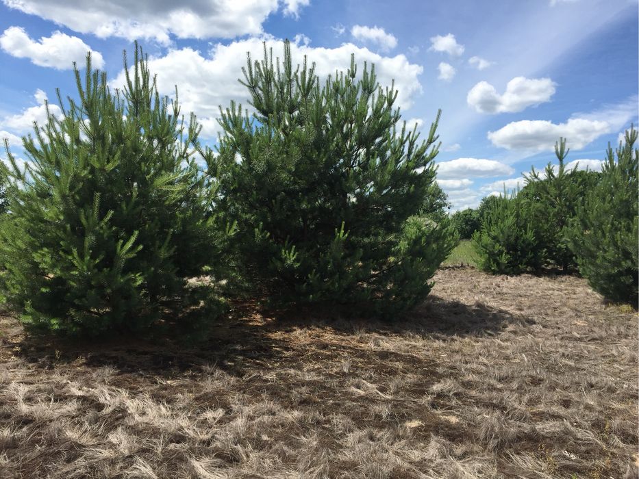 Продаж земельної ділянки 0,25 га біля бази відпочинку