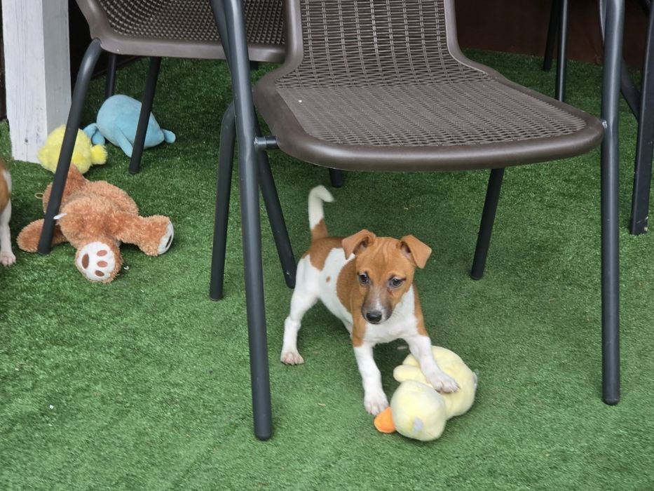 Jack Russell terrier z metryką