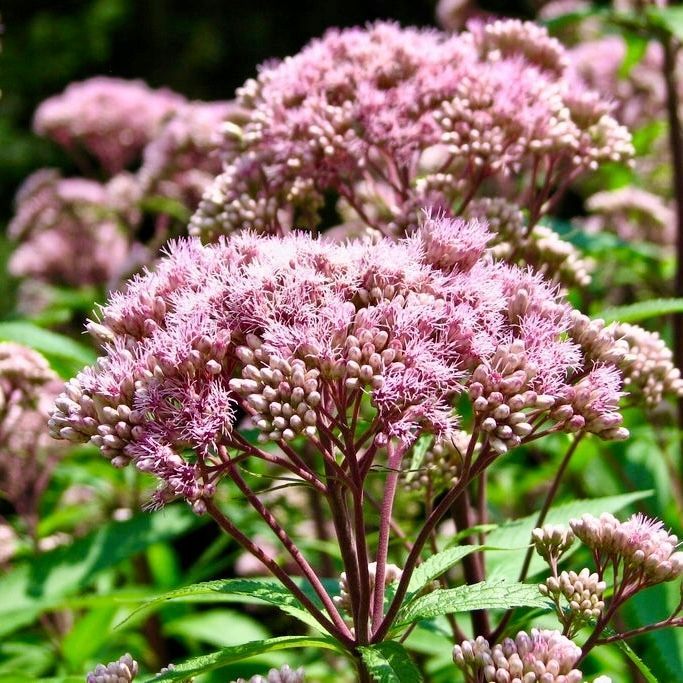 Sadziec plamisty 'Atropurpureum' Różowy, doniczka 2L (Eupatorium)
