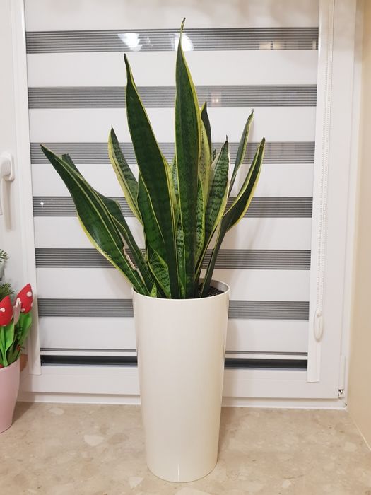 Kwiat Sansewieria gwinejska 4 szt. I dracena