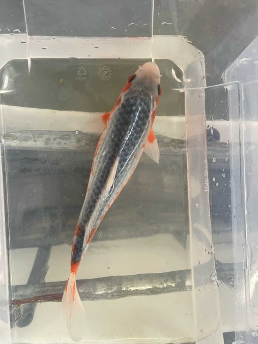 Carpa Koi - Seleção Asagi 15/18cm
