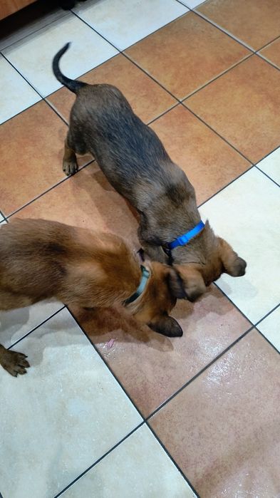 Szczeniaki owczarka belgijskiego