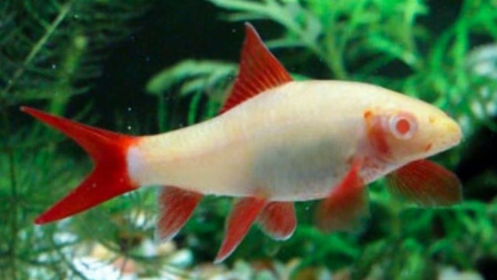 Labeo Albinos MASSON