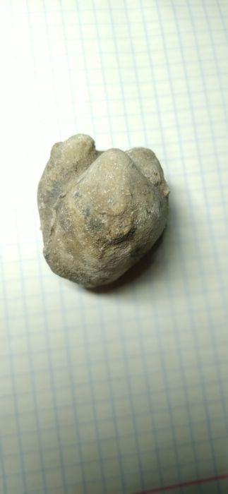 Скам'янілі ракушка у вигляді серця знайдена на Подільському  рифі