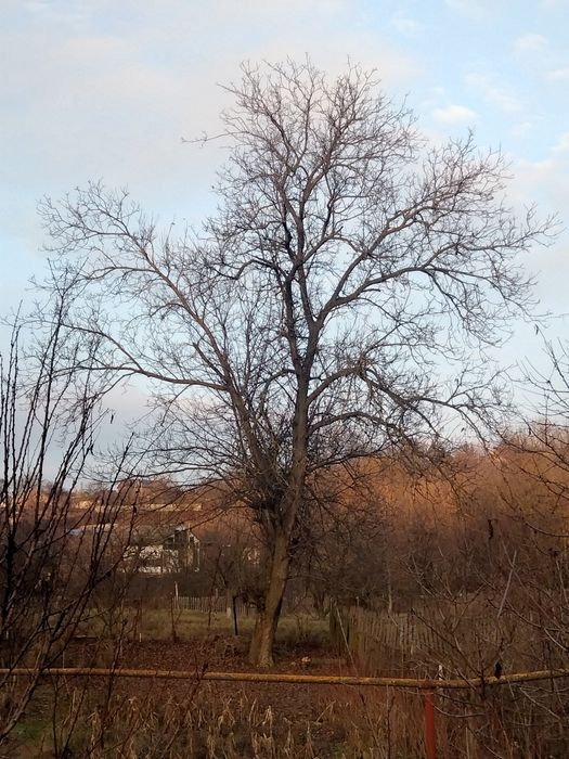 Отдам горіх безкоштовно