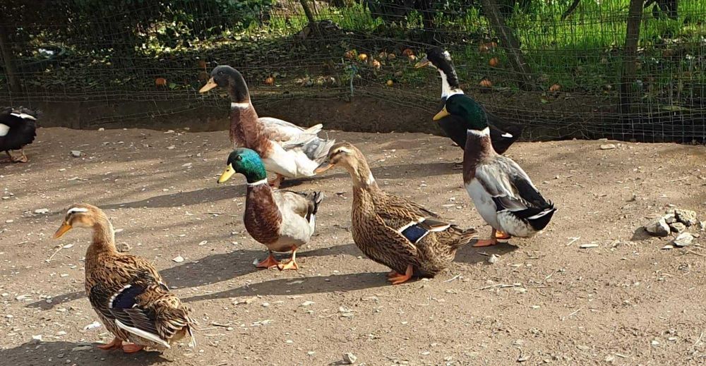 pato  gansos perus galinhas