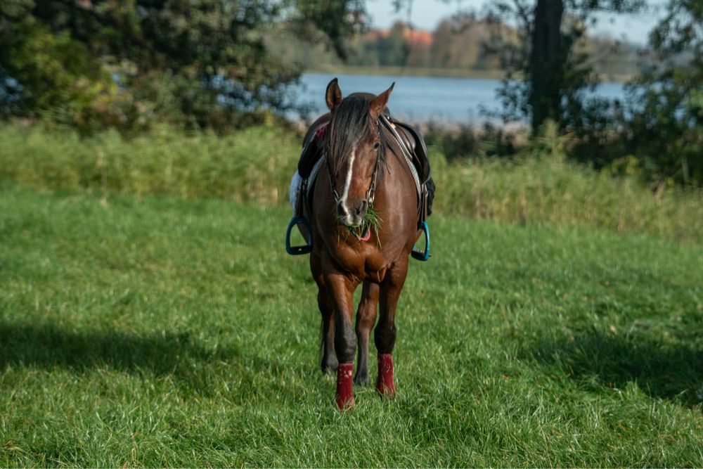 Wałach Quarter Horse