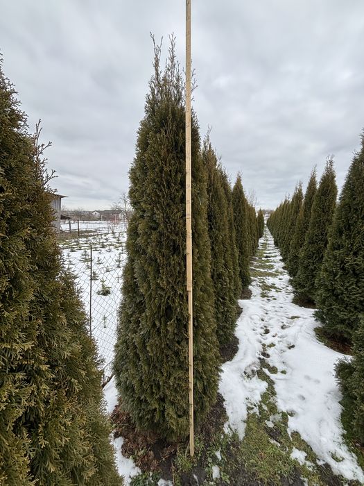 Туя смарагд 250грн