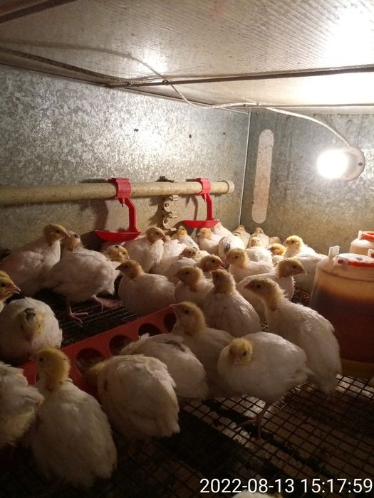 Двух недельные техасские перепела.