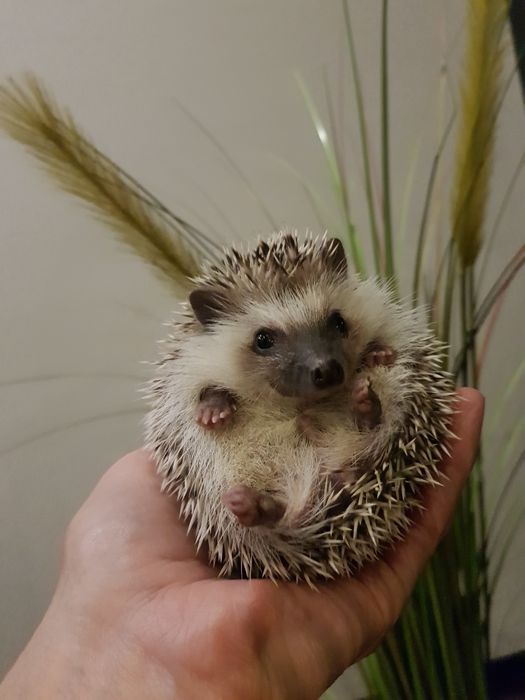 Jeż pigmejski Jeż afrykański