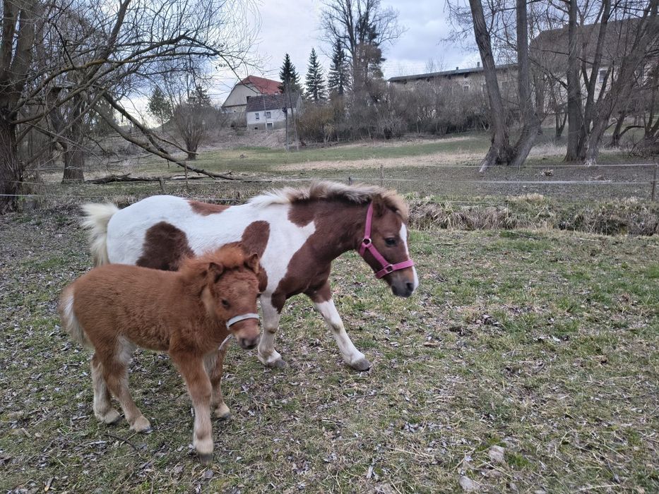 Klacz kucyka ze źrebakiem i inne
