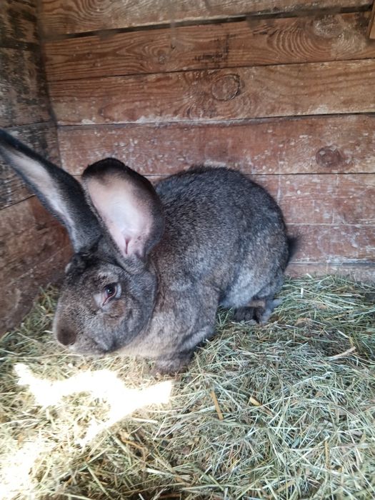 Sprzedam króliki BOS