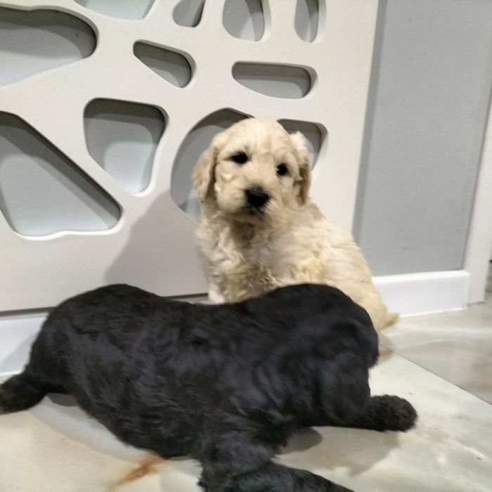 Goldendoodle rezerwacja