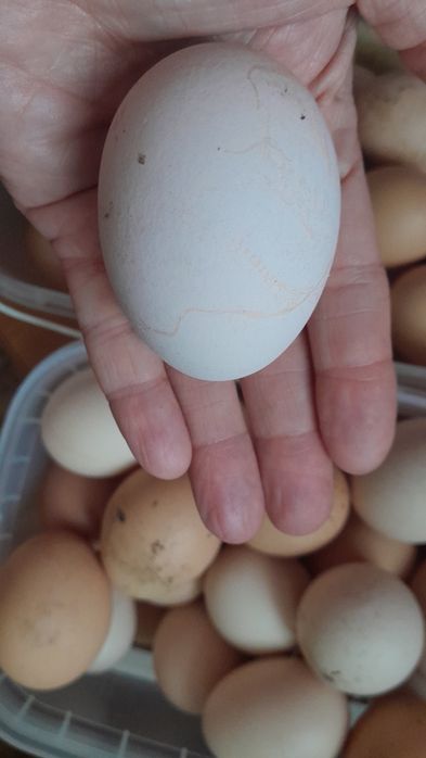 Яйца куриные,домашние.