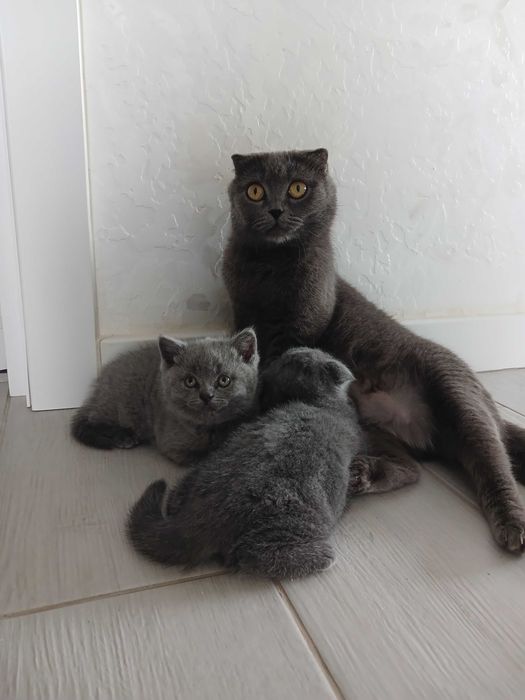Кошенята шотландські