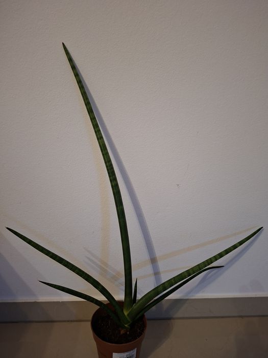 Sansewieria cylindryczna, kwiatek doniczkowy