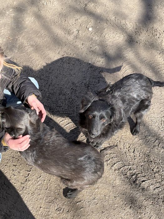 Гарне цуценя дівчинка в добрі руки