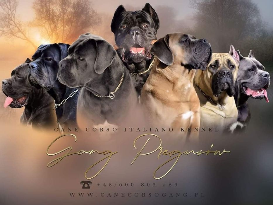 Cane Corso  szczenię
