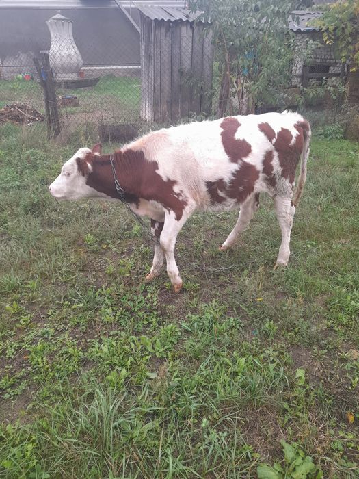 Продаю теля гол-штейн