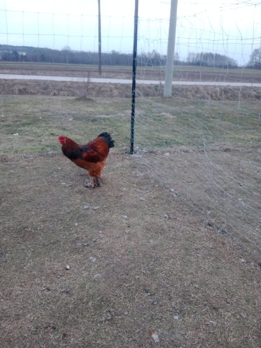 Kogut brachma olbrzymia