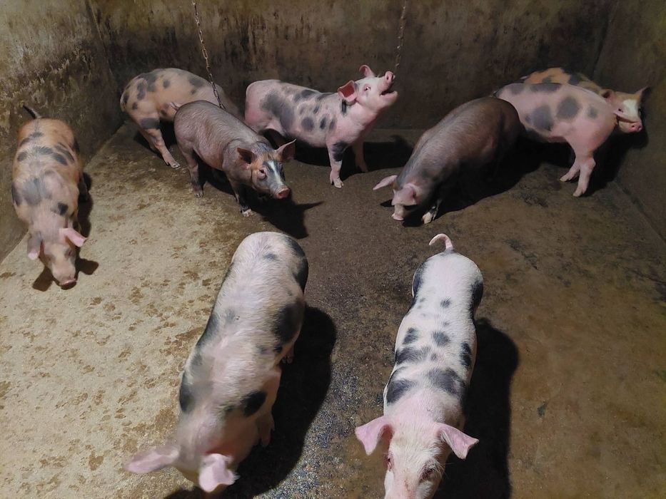 Продам поросята від 25 кг до 50 кг