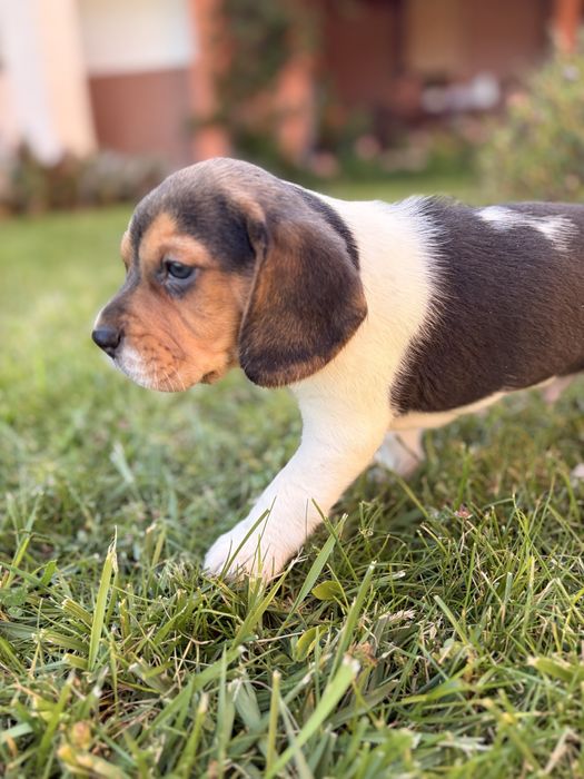 Beagle fêmea tricolor