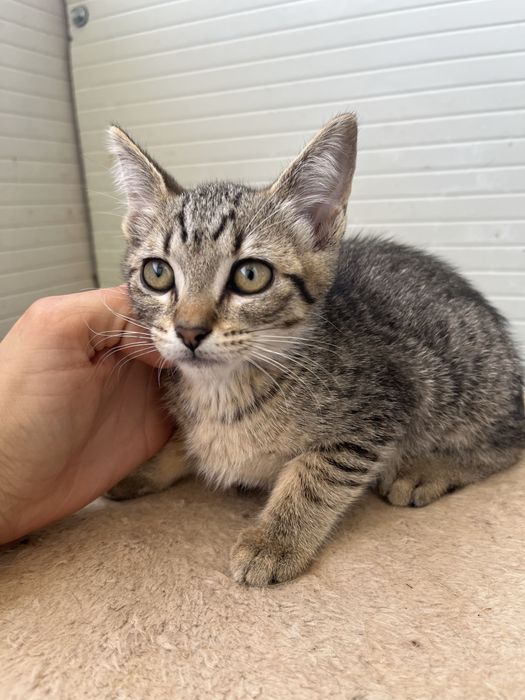 3 Gatinhas Bebés para Adoção Responsável