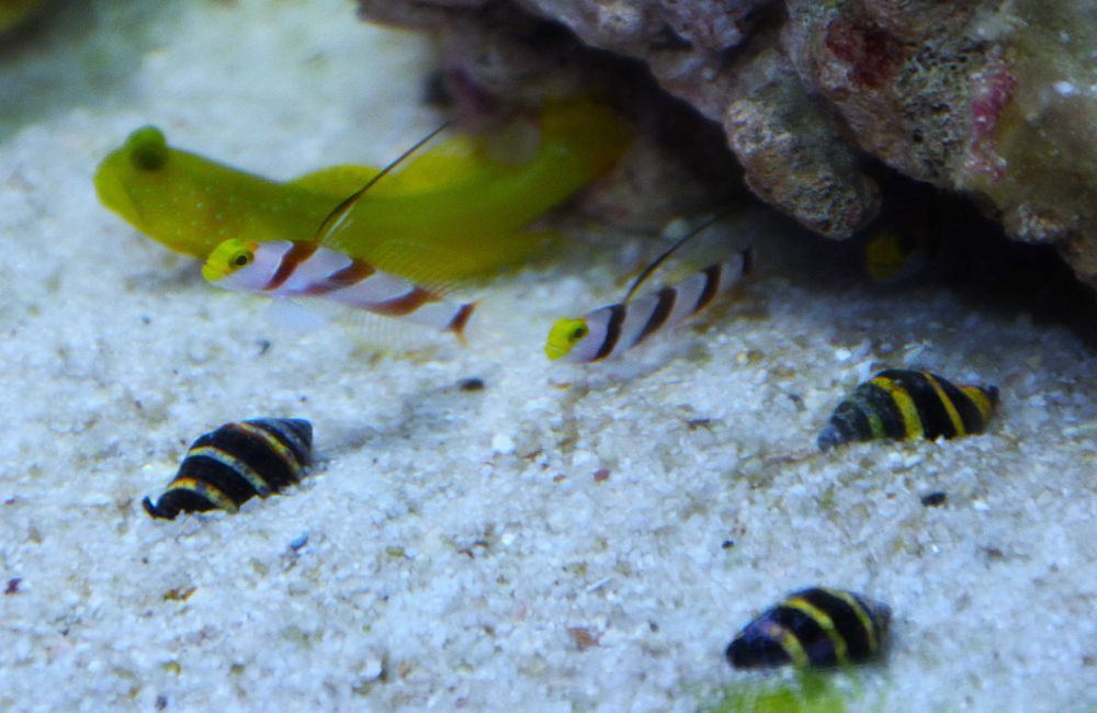 Ślimak Bumble Bee Snail. Morskie